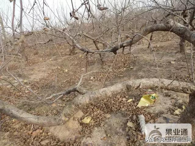 详细的苹果修剪技术(图解)