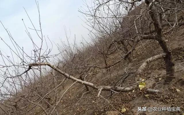 详细的苹果修剪技术(图解)