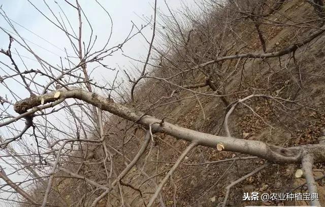 详细的苹果修剪技术(图解)