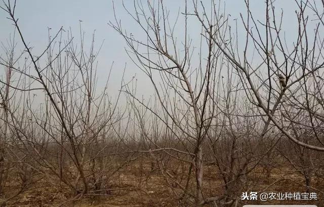 详细的苹果修剪技术(图解)