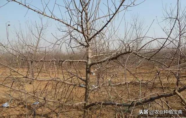 详细的苹果修剪技术(图解)