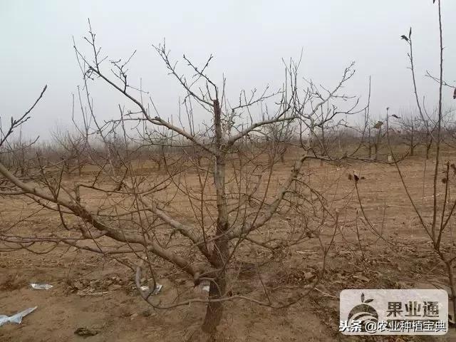 详细的苹果修剪技术(图解)