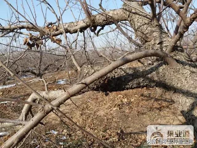 详细的苹果修剪技术(图解)