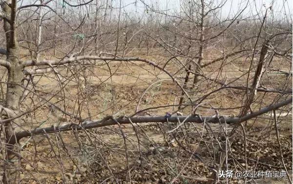 详细的苹果修剪技术(图解)