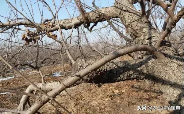 详细的苹果修剪技术(图解)