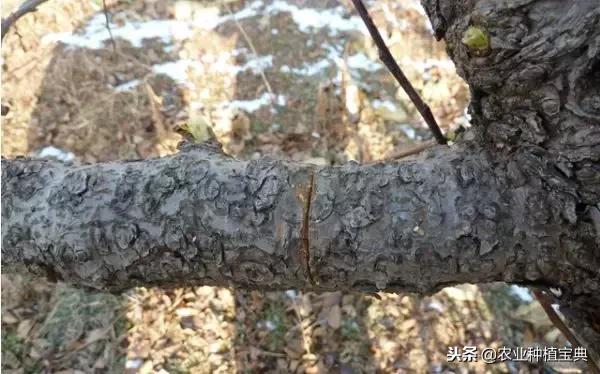 详细的苹果修剪技术(图解)