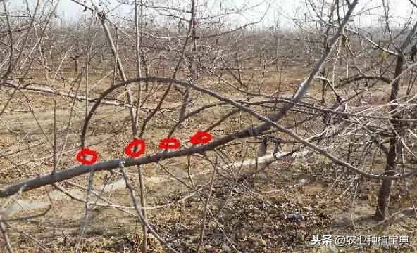 详细的苹果修剪技术(图解)