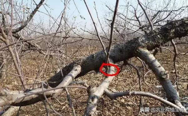 详细的苹果修剪技术(图解)