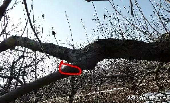 详细的苹果修剪技术(图解)