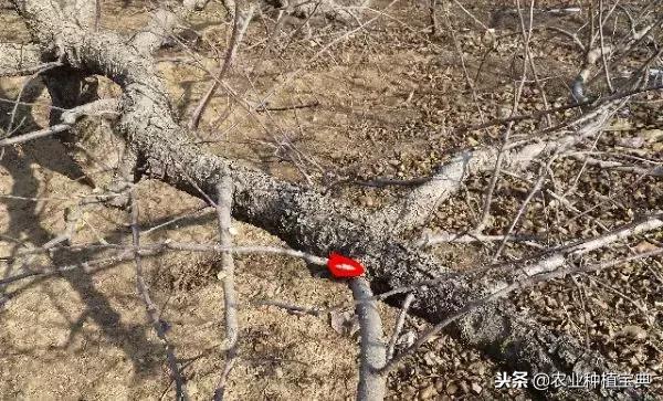详细的苹果修剪技术(图解)
