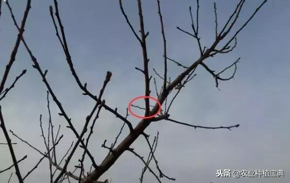 详细的苹果修剪技术(图解)