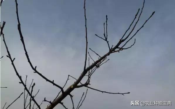详细的苹果修剪技术(图解)