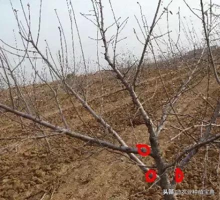 详细的苹果修剪技术(图解)