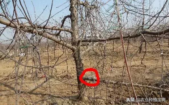 详细的苹果修剪技术(图解)