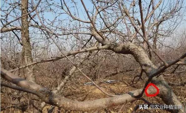 详细的苹果修剪技术(图解)
