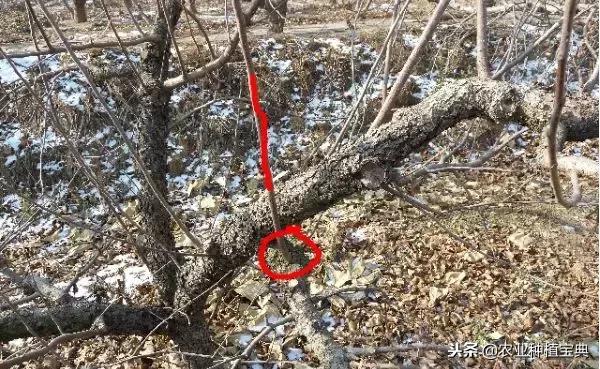 详细的苹果修剪技术(图解)