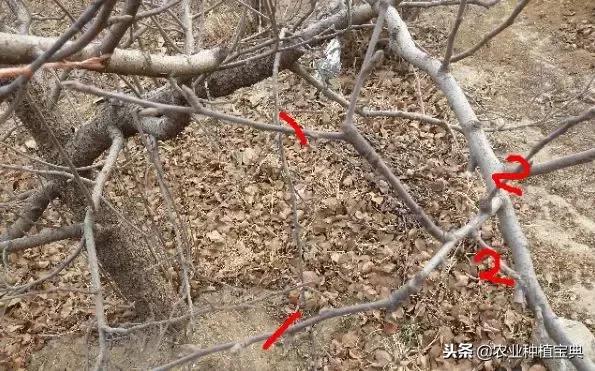 详细的苹果修剪技术(图解)