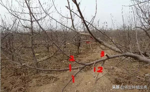 详细的苹果修剪技术(图解)