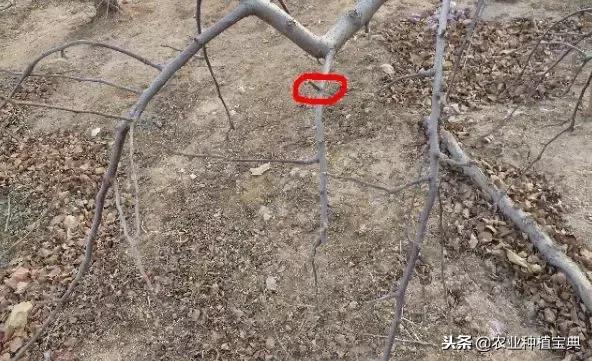 详细的苹果修剪技术(图解)