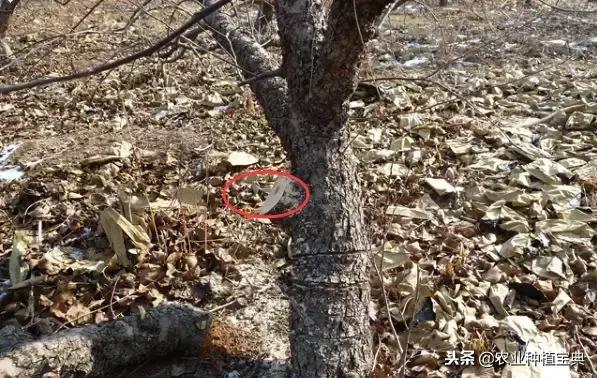 详细的苹果修剪技术(图解)