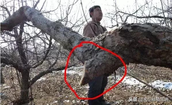 详细的苹果修剪技术(图解)