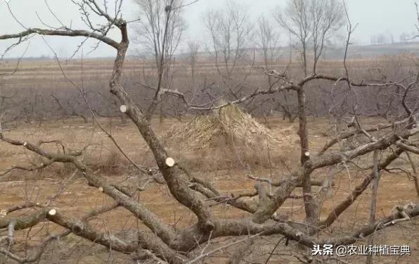 详细的苹果修剪技术(图解)