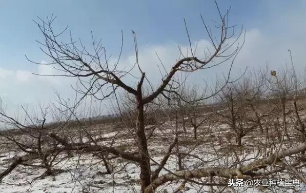 详细的苹果修剪技术(图解)