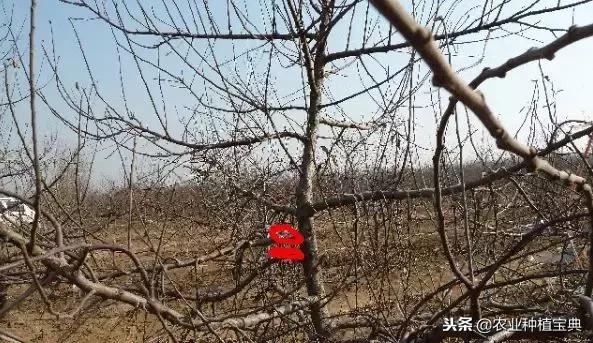 详细的苹果修剪技术(图解)
