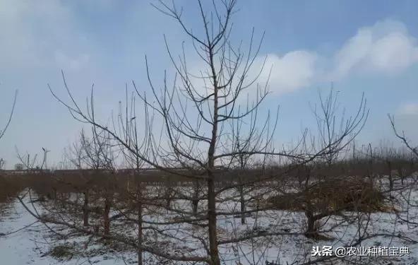详细的苹果修剪技术(图解)