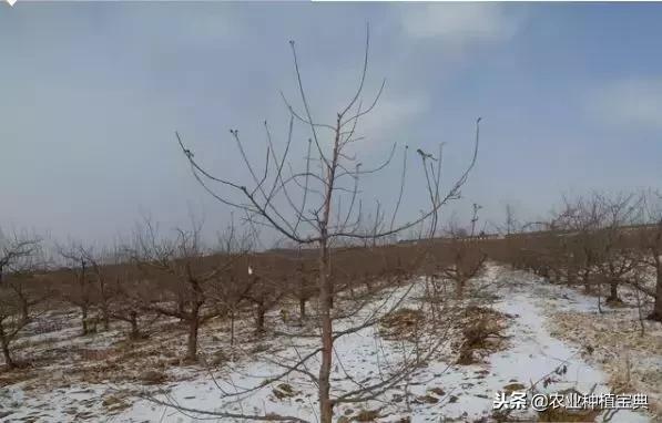 详细的苹果修剪技术(图解)