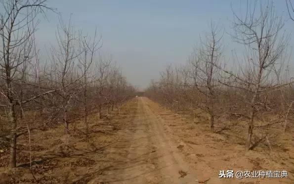 详细的苹果修剪技术(图解)