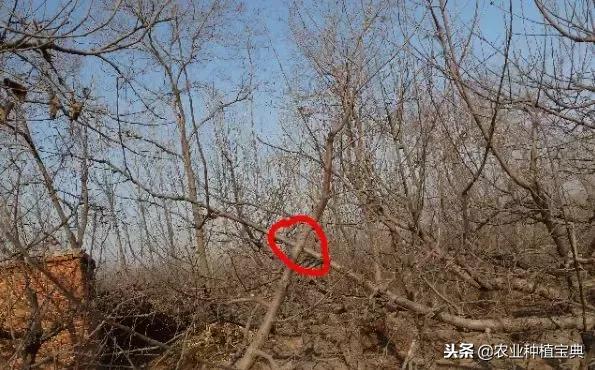 详细的苹果修剪技术(图解)