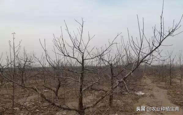 详细的苹果修剪技术(图解)