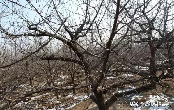 详细的苹果修剪技术(图解)