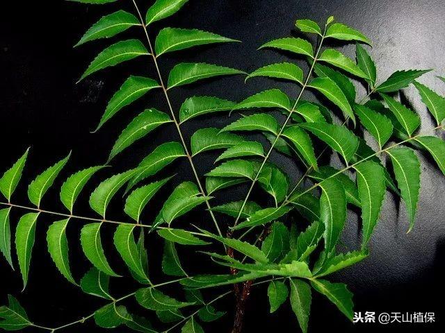 50个农技小偏方
