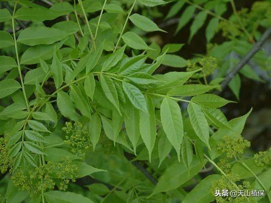 50个农技小偏方