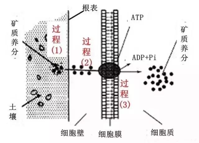 根系是如何吸收矿质养分的？