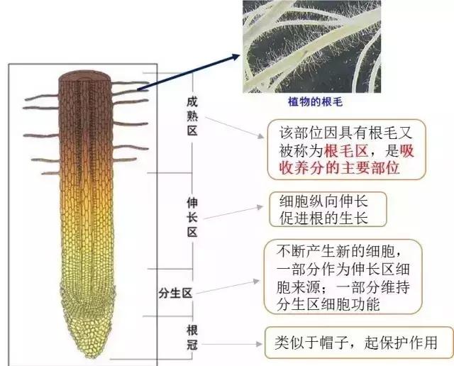 根系是如何吸收矿质养分的？