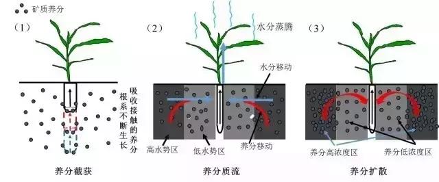 根系是如何吸收矿质养分的？