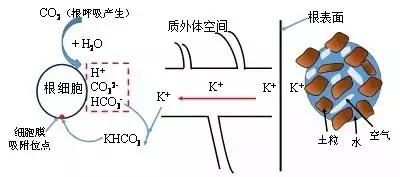 根系是如何吸收矿质养分的？