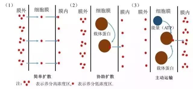 根系是如何吸收矿质养分的？