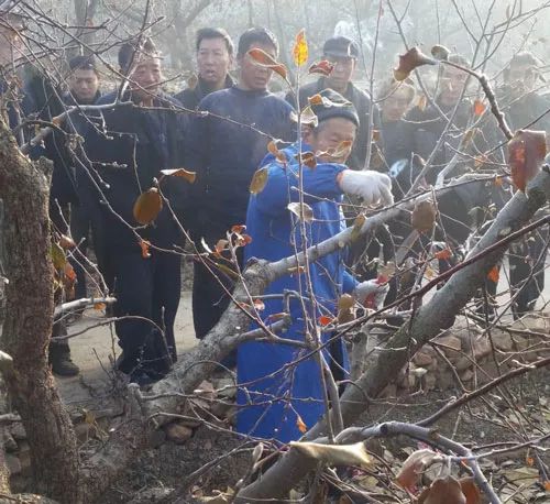 果树管理歌内容详细讲解（三）