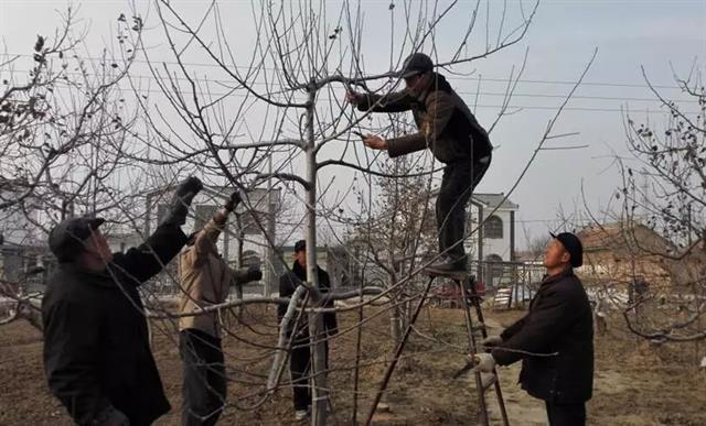 果树管理歌内容详细讲解（一）