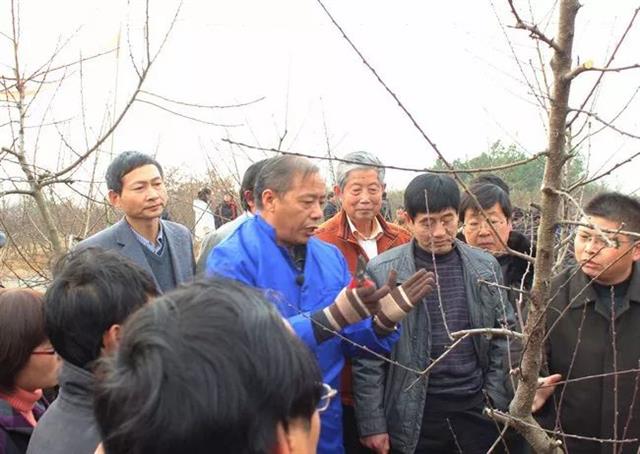 主干形桃树整形修剪详细讲解（上）