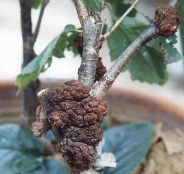 梨树结果树冬季整形修剪现场示范(下)