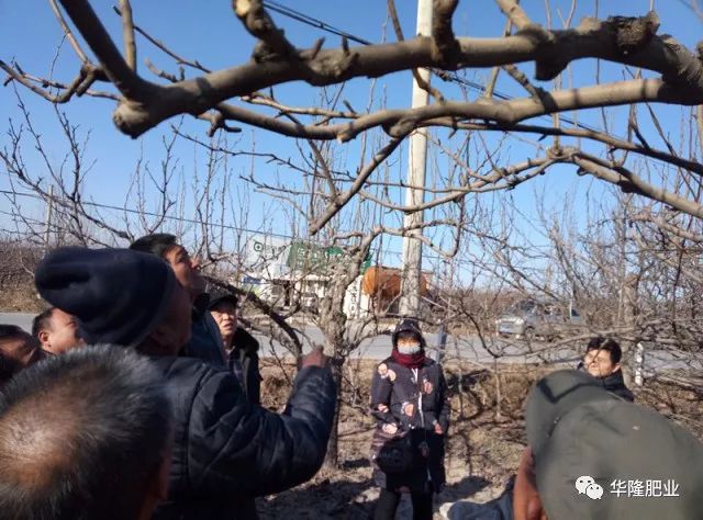 梨树结果树冬季整形修剪现场示范(上)(视频)