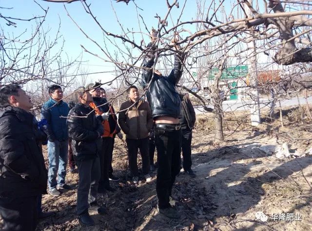 梨树结果树冬季整形修剪现场示范(上)(视频)
