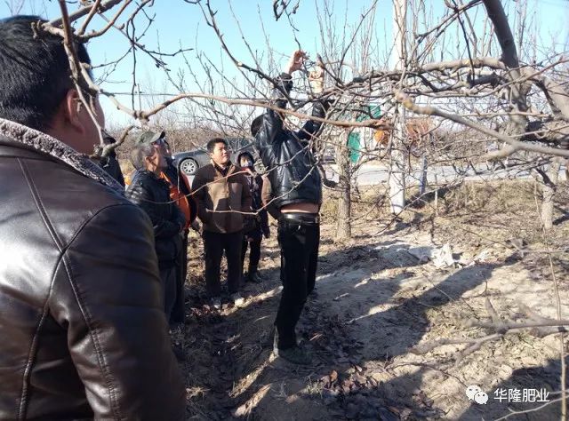 梨树结果树冬季整形修剪现场示范(上)(视频)