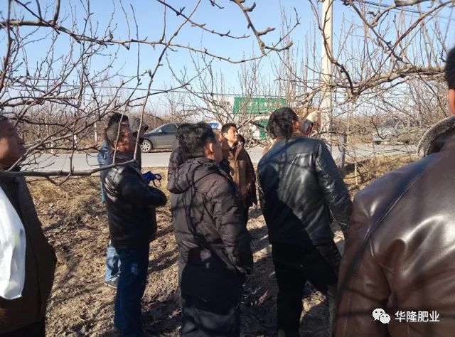 梨树结果树冬季整形修剪现场示范(上)(视频)