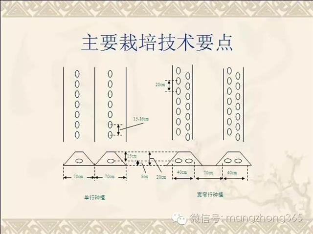 马铃薯高产高效栽培技术（下）